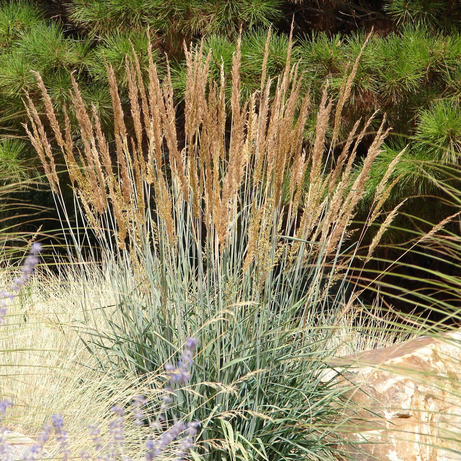 500 Indiangrass Indian Grass Seeds Native Prairie Wildflower Clumping Ornamental