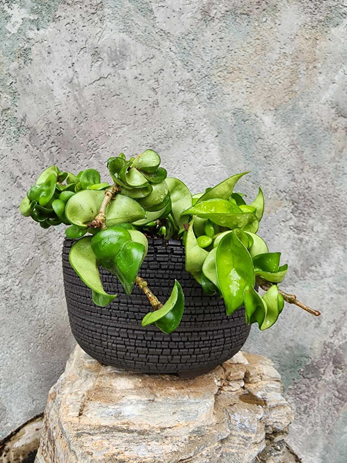 Hoya carnosa ‘Compacta’ — Hindu Rope Plant Succulent – 10″ Exact Specimen