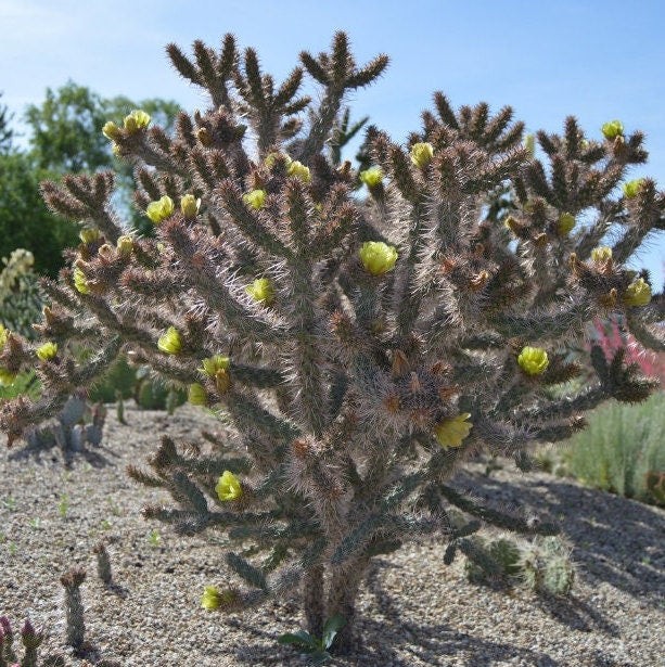 Cholla ‘Oregon Haze’ (Cylindropuntia echinocarpa) COLD HARDY