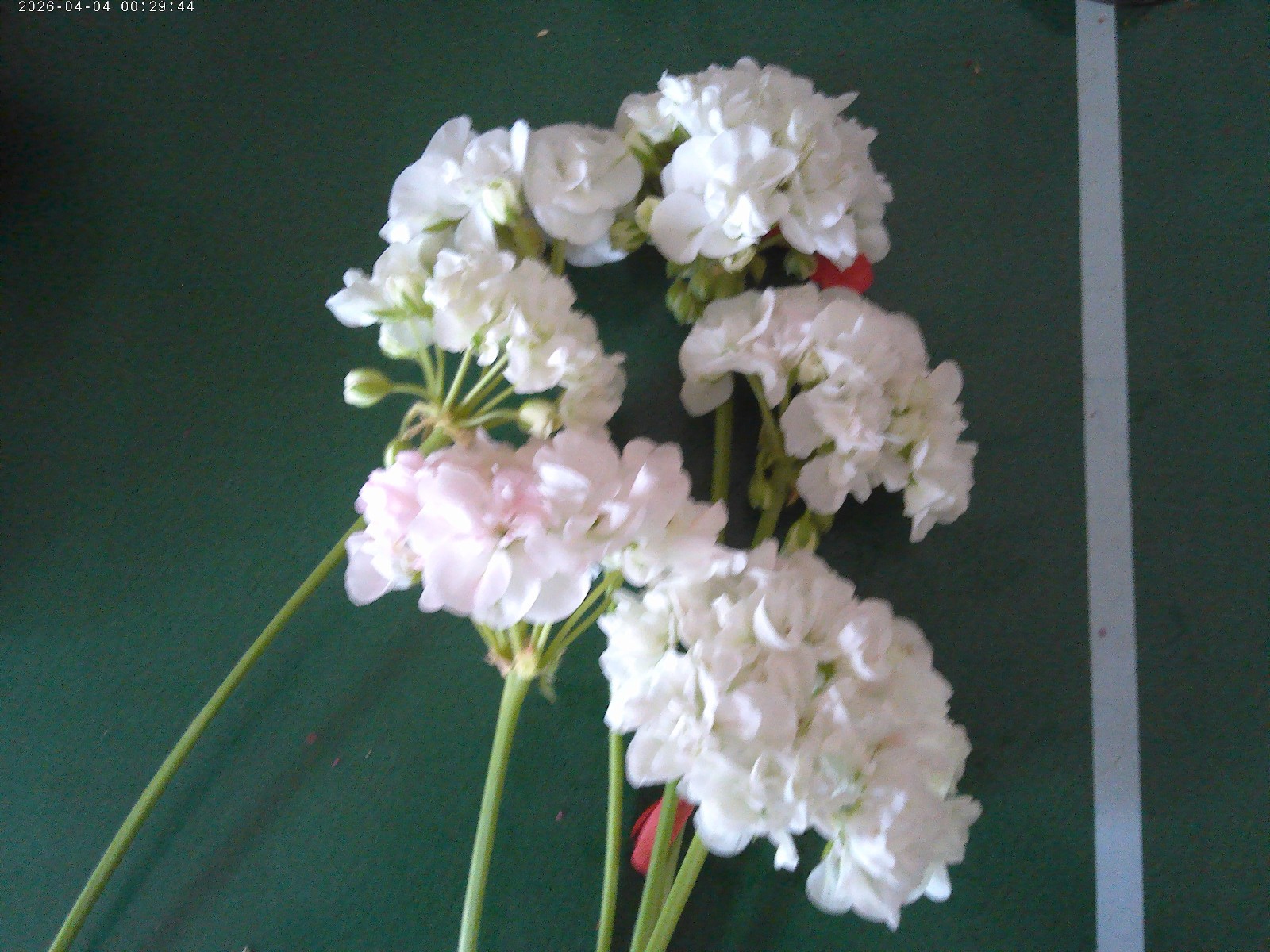 GERANIUM LIVE Plants 5″ Cuttings 2 each cuttings white, red, orange pink 8 total