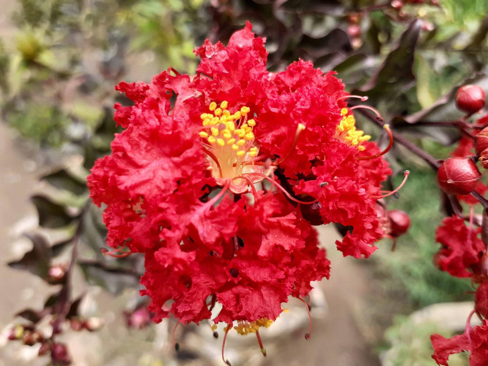 50 MIXED COLORS CREPE MYRTLE Lagerstroemia Indica Tree Shrub Flower Seeds