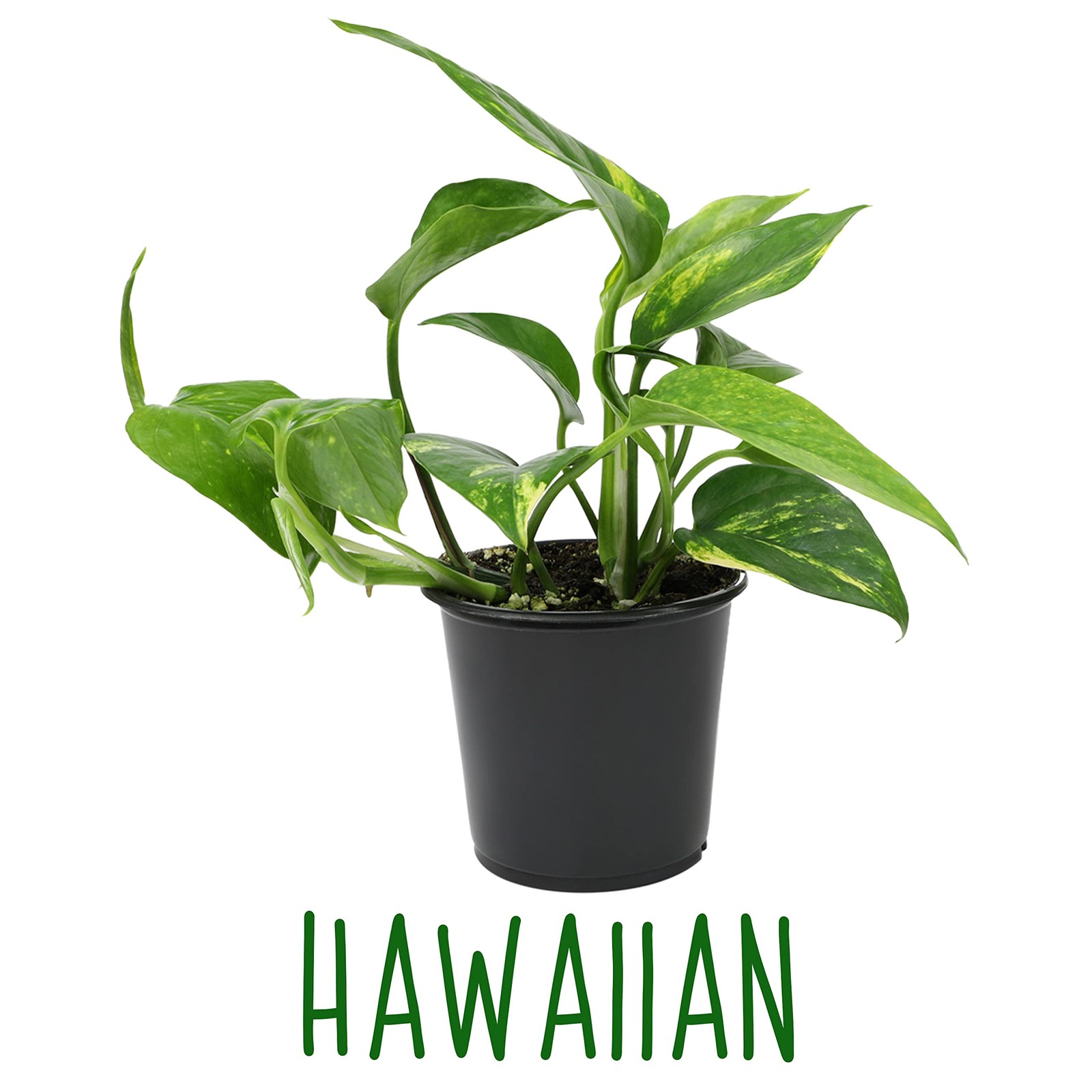 Altman Plants Live Pothos Plants 4Pk Indoor Plants Live Pothos Live Plant House