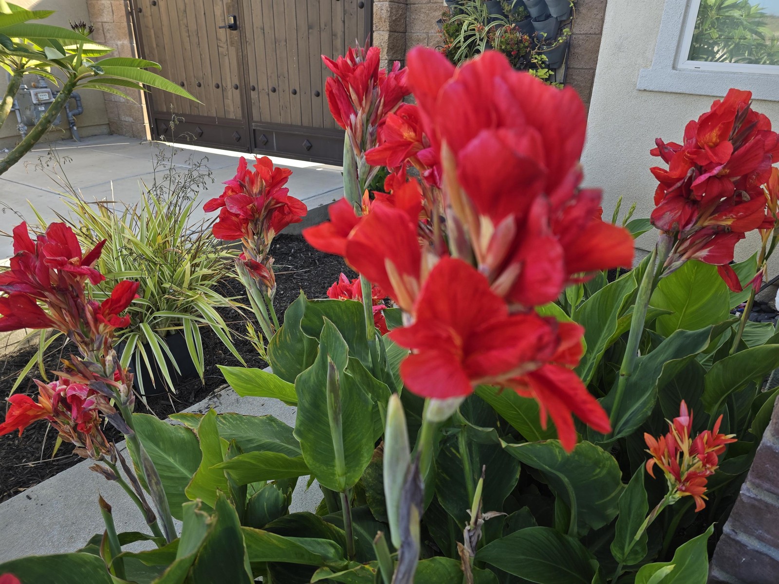 Red Canna Lily ‘President’ Rhizomes – Striking Tropical Blooms – 4-Rhizomes