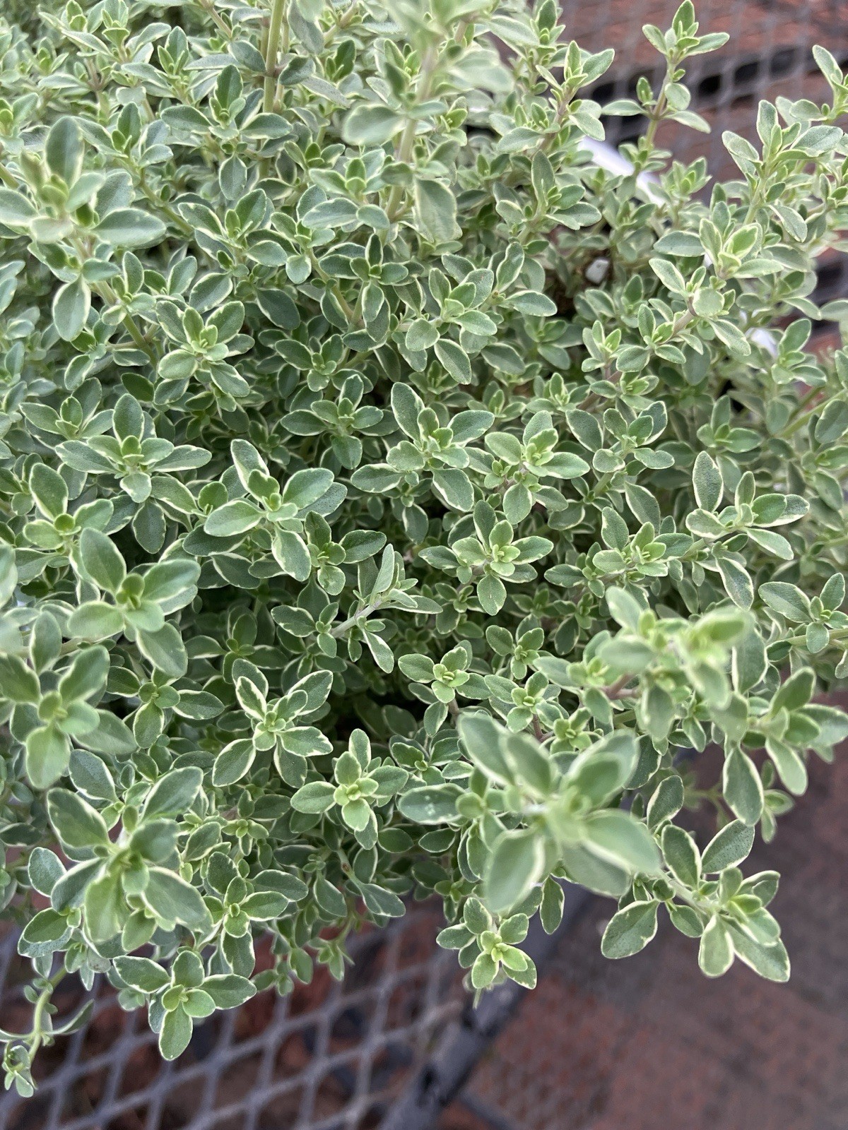 Two Silver Edge Thyme Plants 1Pt.