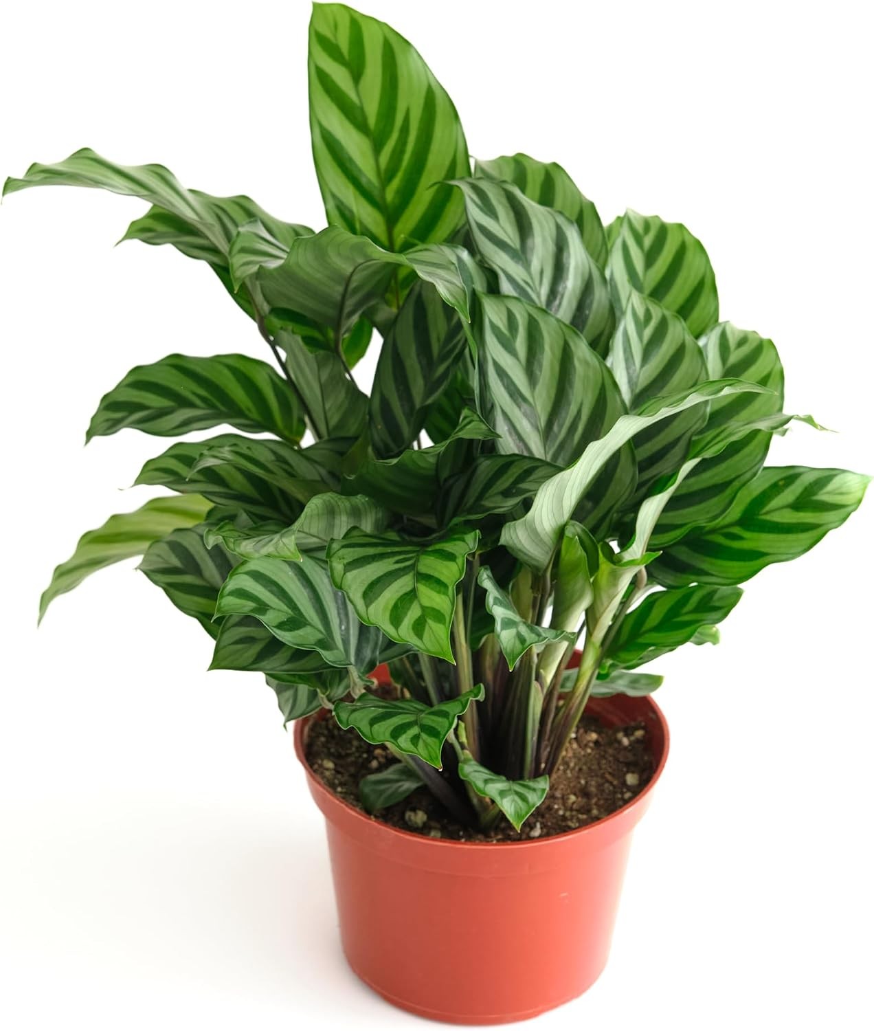 Shop Succulents Calathea Concinna Freddie, Live Indoor Plant, Easy Care Tropical