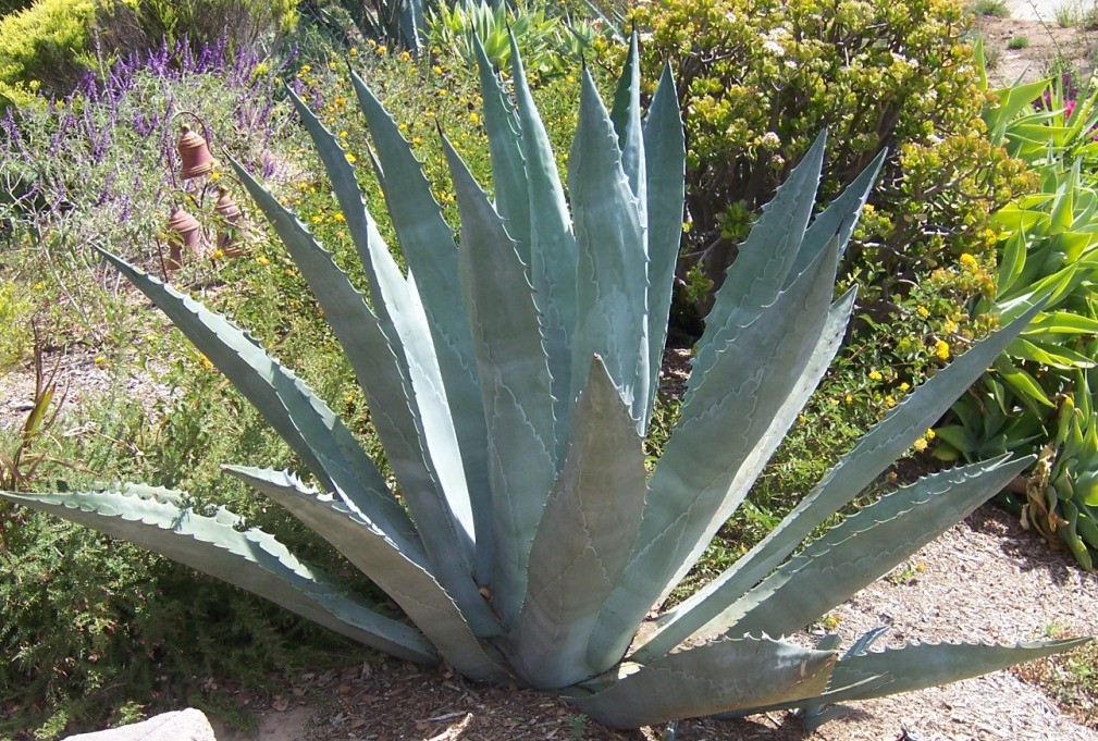 American Aloe, Century Plant Agave Americana Seeds Free Shipping!