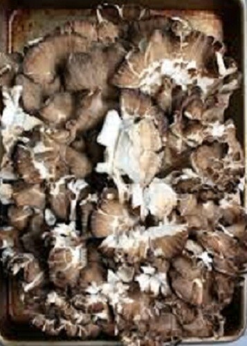 MAITAKE (HEN OF THE WOODS) mushroom spores /spawn mycelium (on dried seeds)