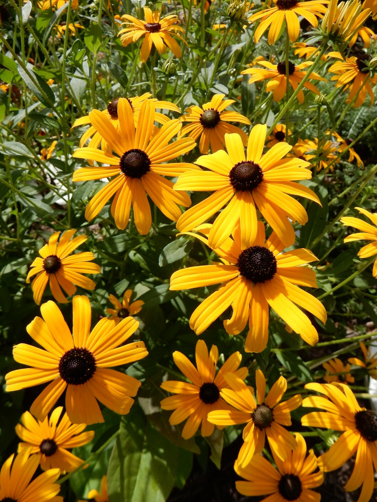 Black-Eyed Susan – Goldsturm, Rudbekia – Perennial – 24 Bareroots PLANTS