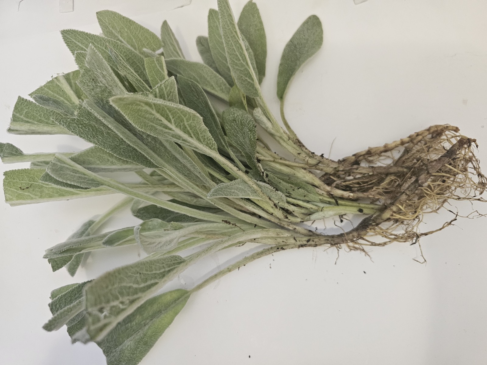 6 Lamb’s Ear Bare Roots Plants Stachys Soft Fuzzy Silvery Leaves Perennial
