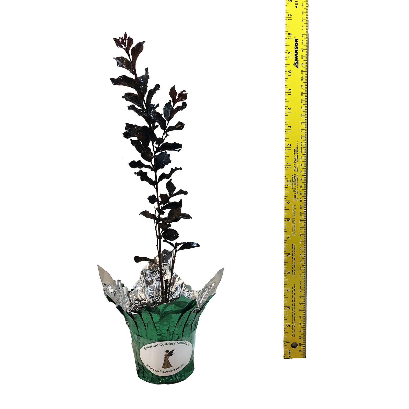 EBONY EMBERS Crepe Crape Myrtle Red Flowering Purple Black Foliage Tree Plant