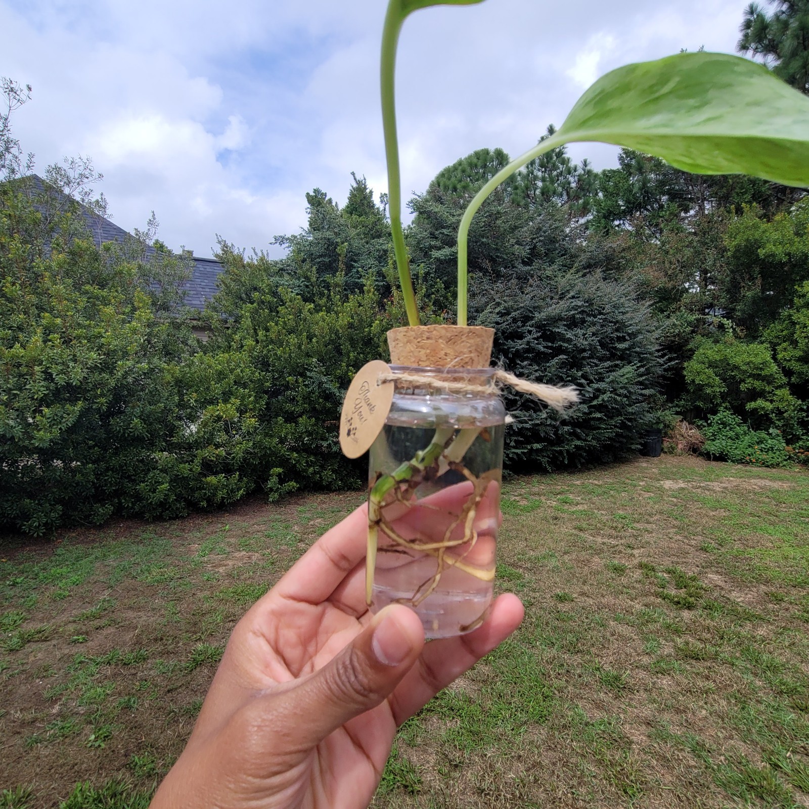 Plant of The Month Box | Rooted Plant Cutting Live Plants Cuttings | Houseplants
