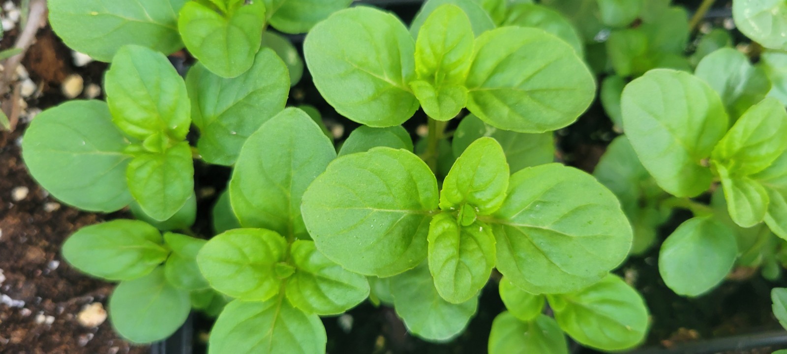 2 Pk Orange Mint Herb Plant Mentha x Piperita, 4″ Pots