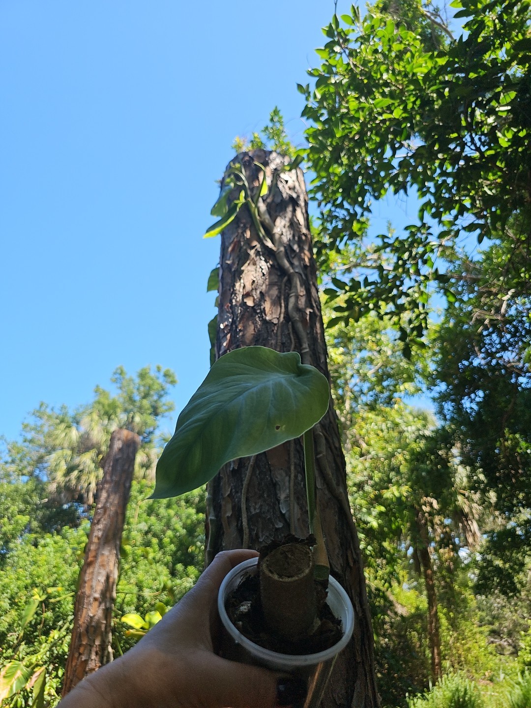 XL Monstera Dubia Mature Large Stem plant Fenestrated