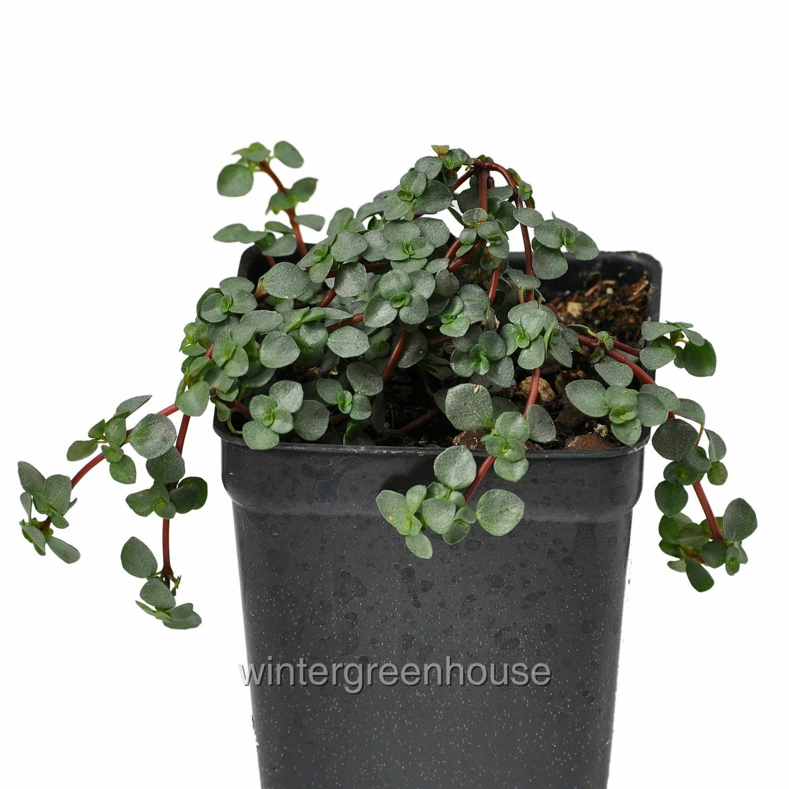 Pilea glauca, Red Stem Pilea, Silver Sprinkles, Container Size: 3″ (2.6×3.5″)