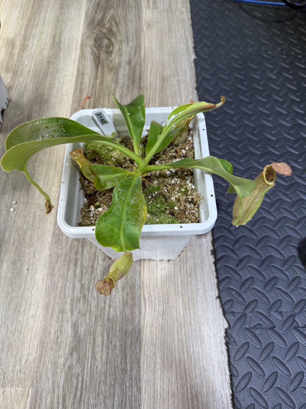 Nepenthes Vetchii Kelabit Highlands x S.O.M. x L.V.B.