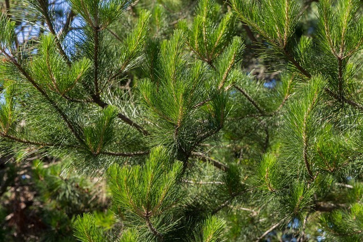 50+ Austrian Pine Tree Seeds – Pinus nigra Evergreen Conifer