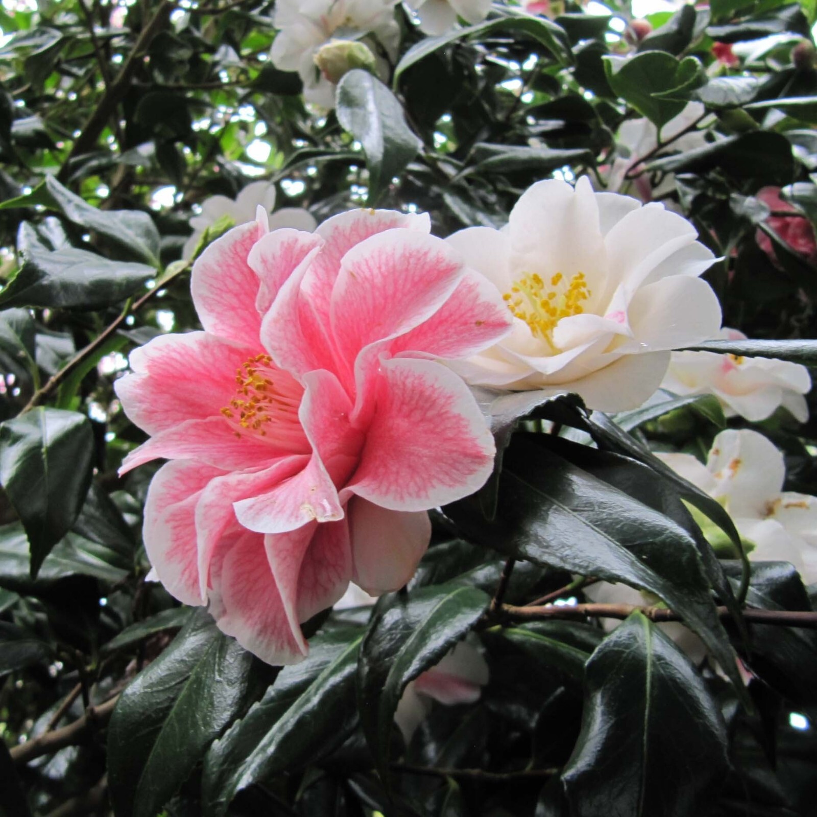 Lady Vansittart**Camellia Japonica-Live Starter Plant -Highly Variable Blooms!