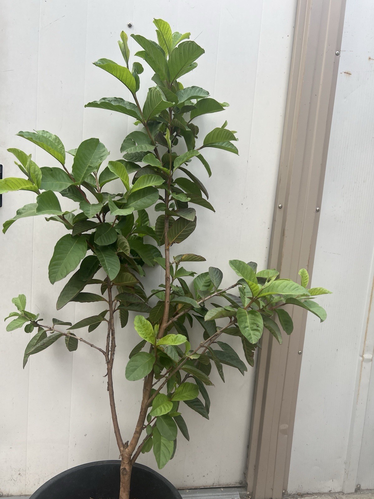 Guava Tree 40” Tropical Live Plant Ready To Plant Local Pickup Only