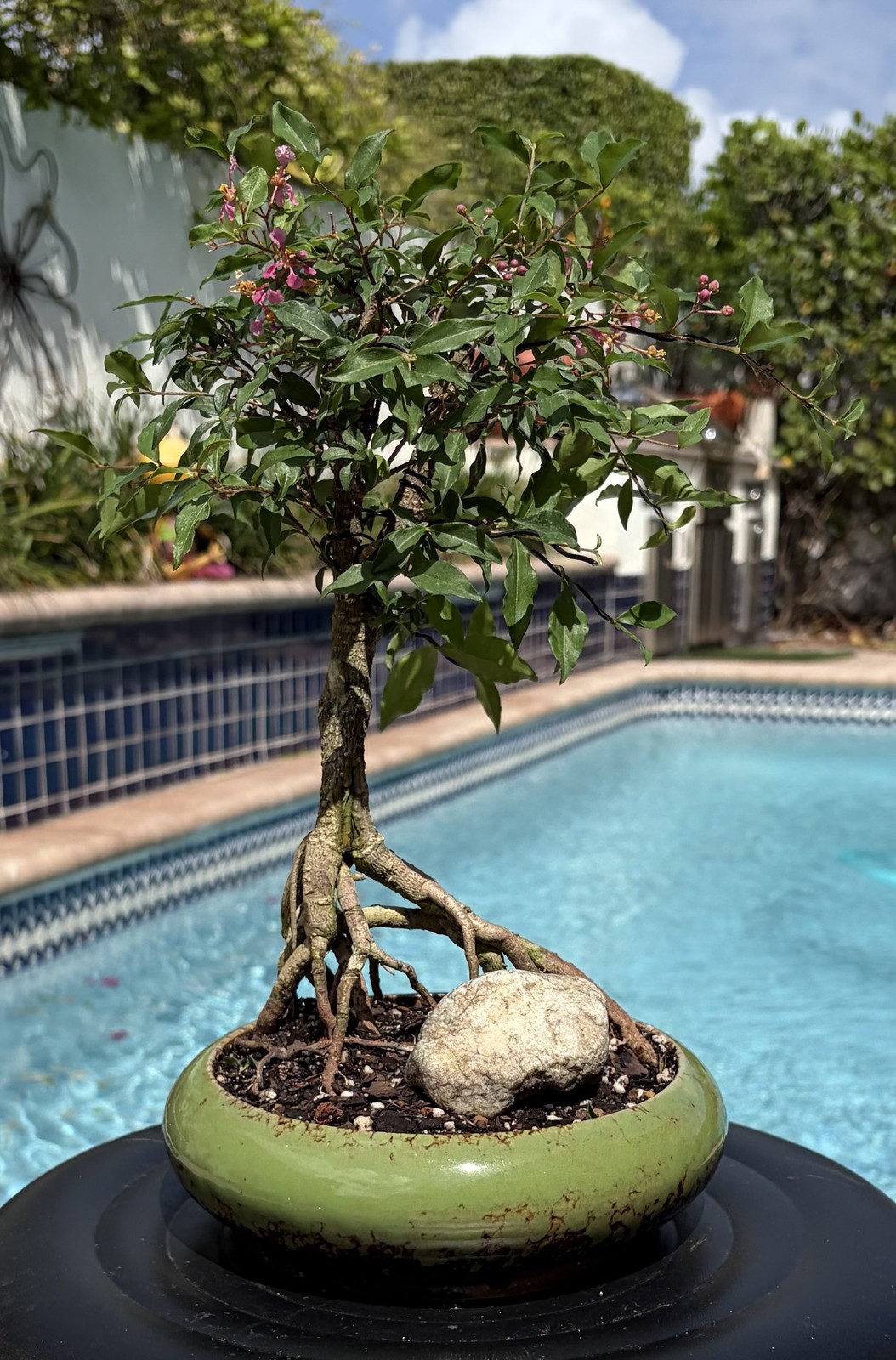 Barbados Cherry Exposed Roots Shohin Bonsai (Malpighia Emarginata)