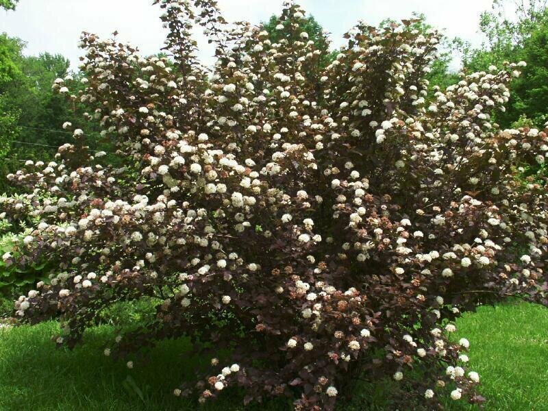 PURPLE LEAF NINEBARK PLANT CUTTINGS SET OF 10 UNROOTED