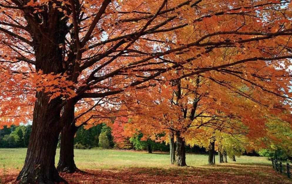 Sugar Maple – Live Plant in Gallon Pot – Native Shade Tree