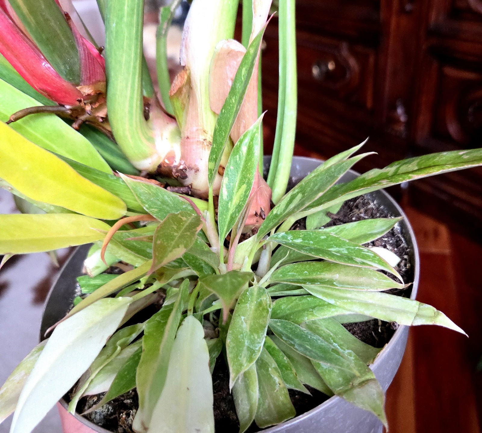 RARE XL Philodendron Ring Of Fire 30″ Tall 1 Gal Pot No Monstera Anthurium Aroid