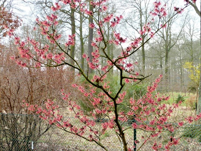 10 ANTOINE KORT WITCH HAZEL SEEDS – Hamamelis x intermedia ‘Antoine Kort