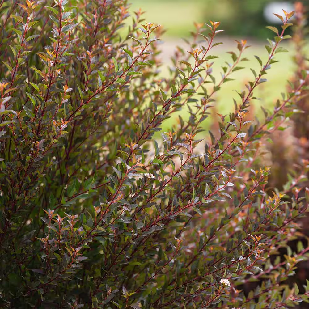 2 Gal. Little Devil Ninebark Shrub With Dark Foliage