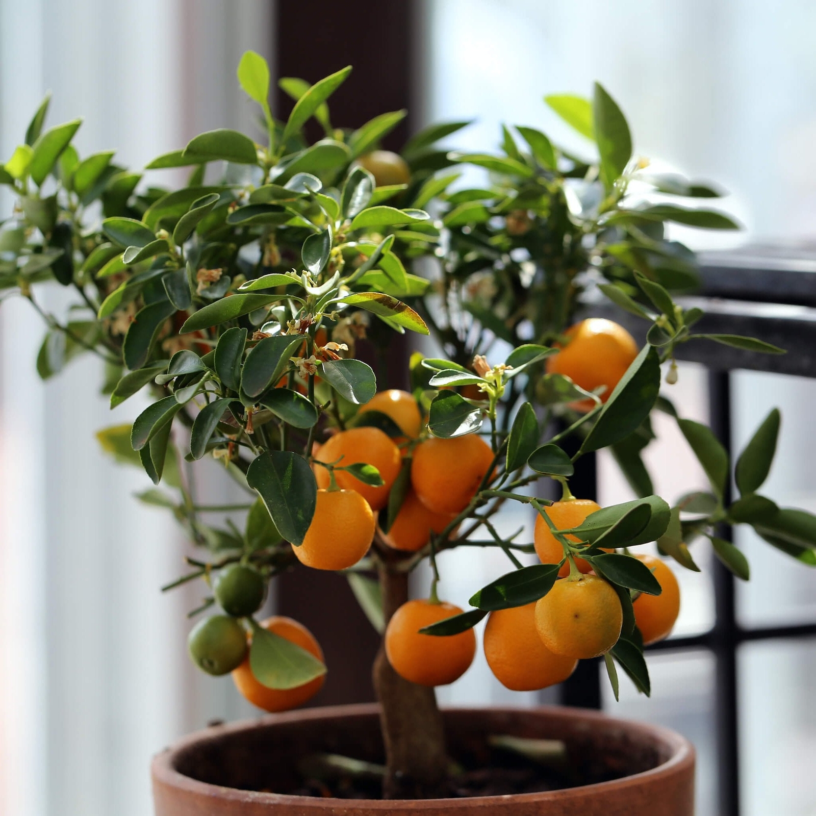 Clementine Mandarin Tree