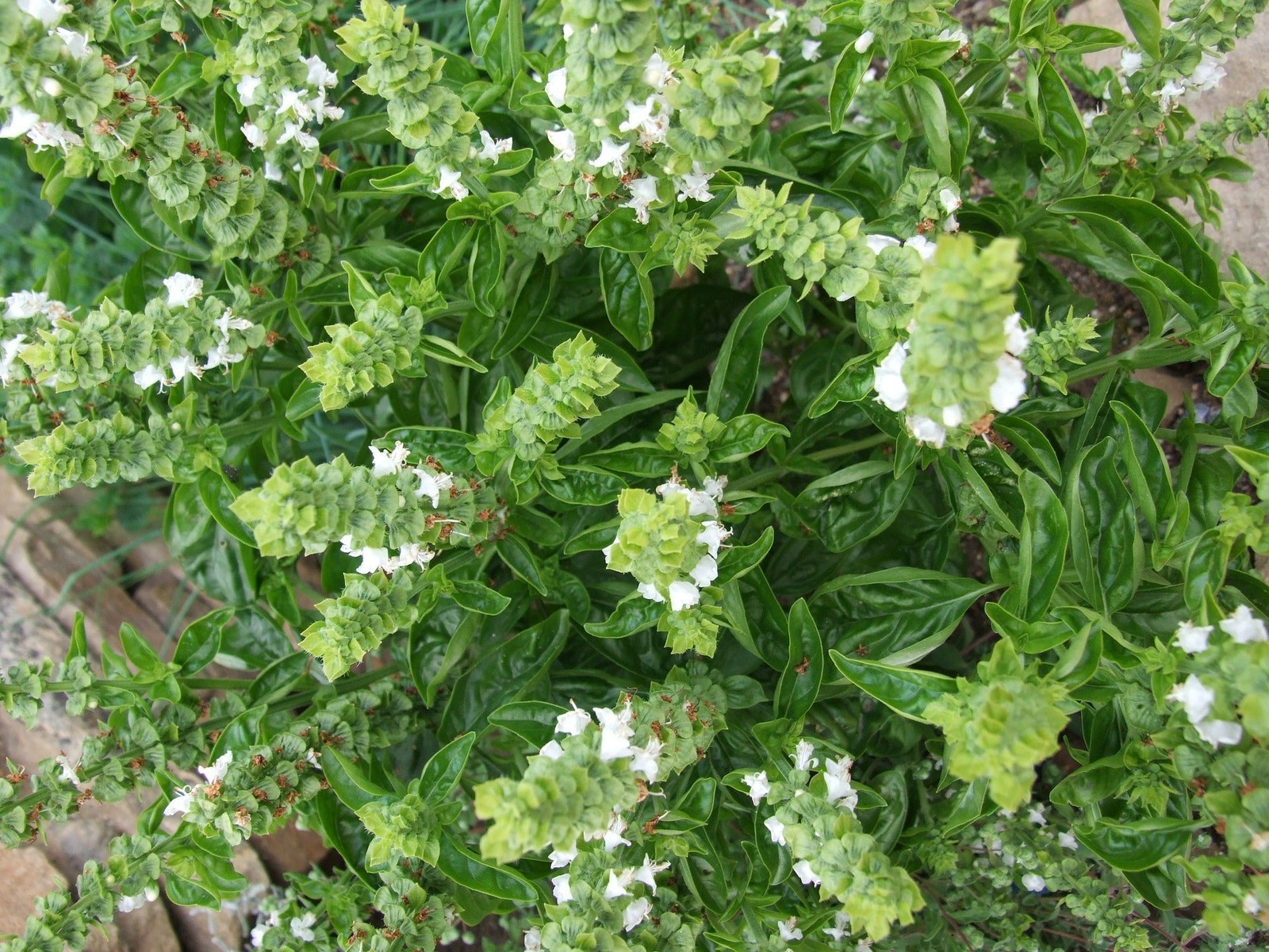 Lime Basil Seeds |Americanum Kemangi Maenglak Thai Asian Seed 2024 Fast Shipping