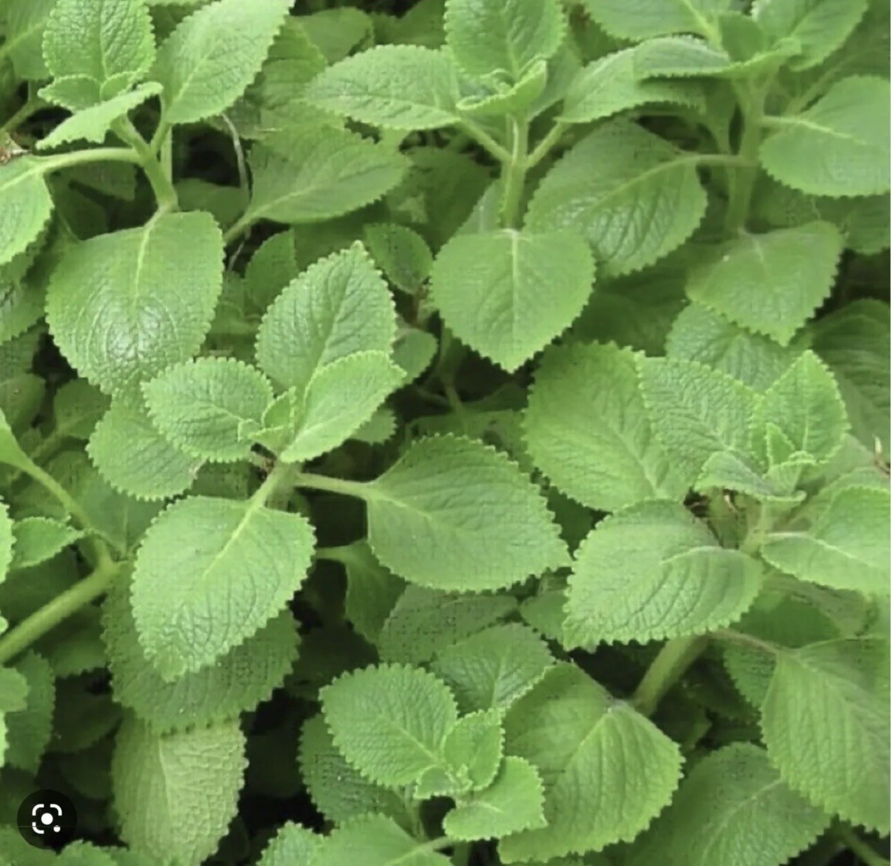 A Cup Cuban Oregano~Mexican (ORGANIC) Well Rooted plant (5-10 Inches)