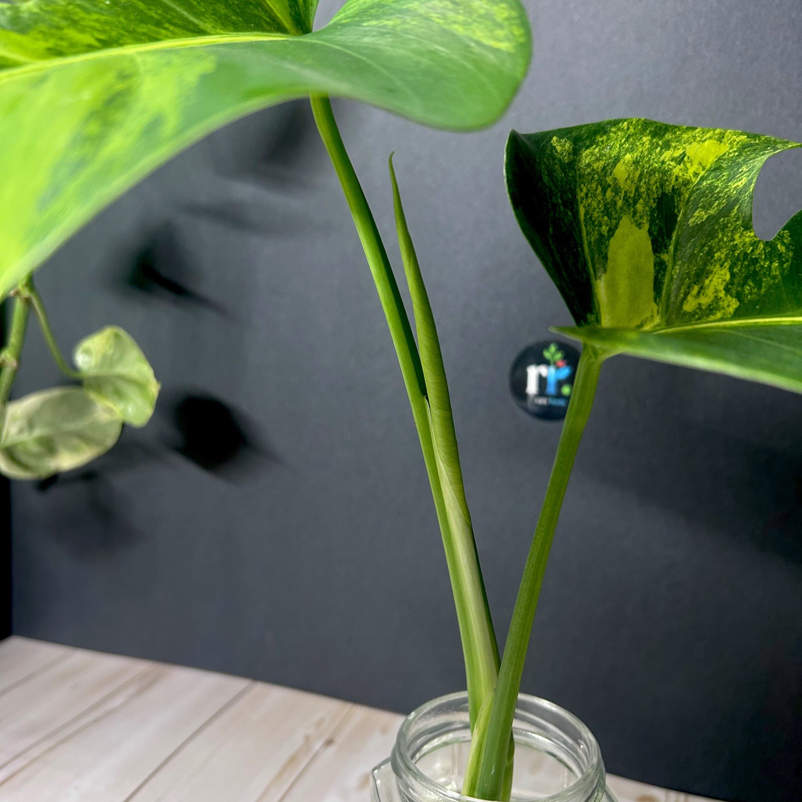 Monstera Deliciosa Aurea Variegated Large Form Rooted Top Cutting