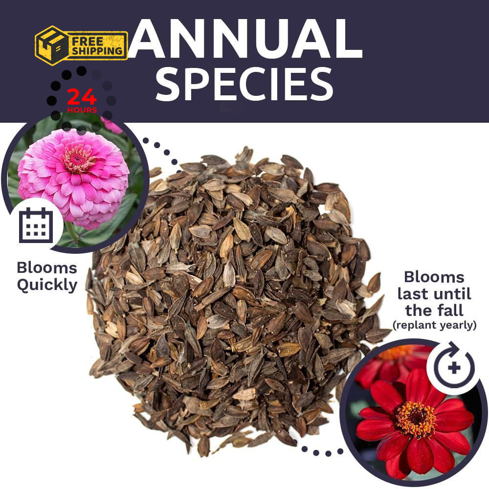 Zinnia Seeds – California Giants Mix – Large 1 1 Ounce Pouch, Multiple Colors