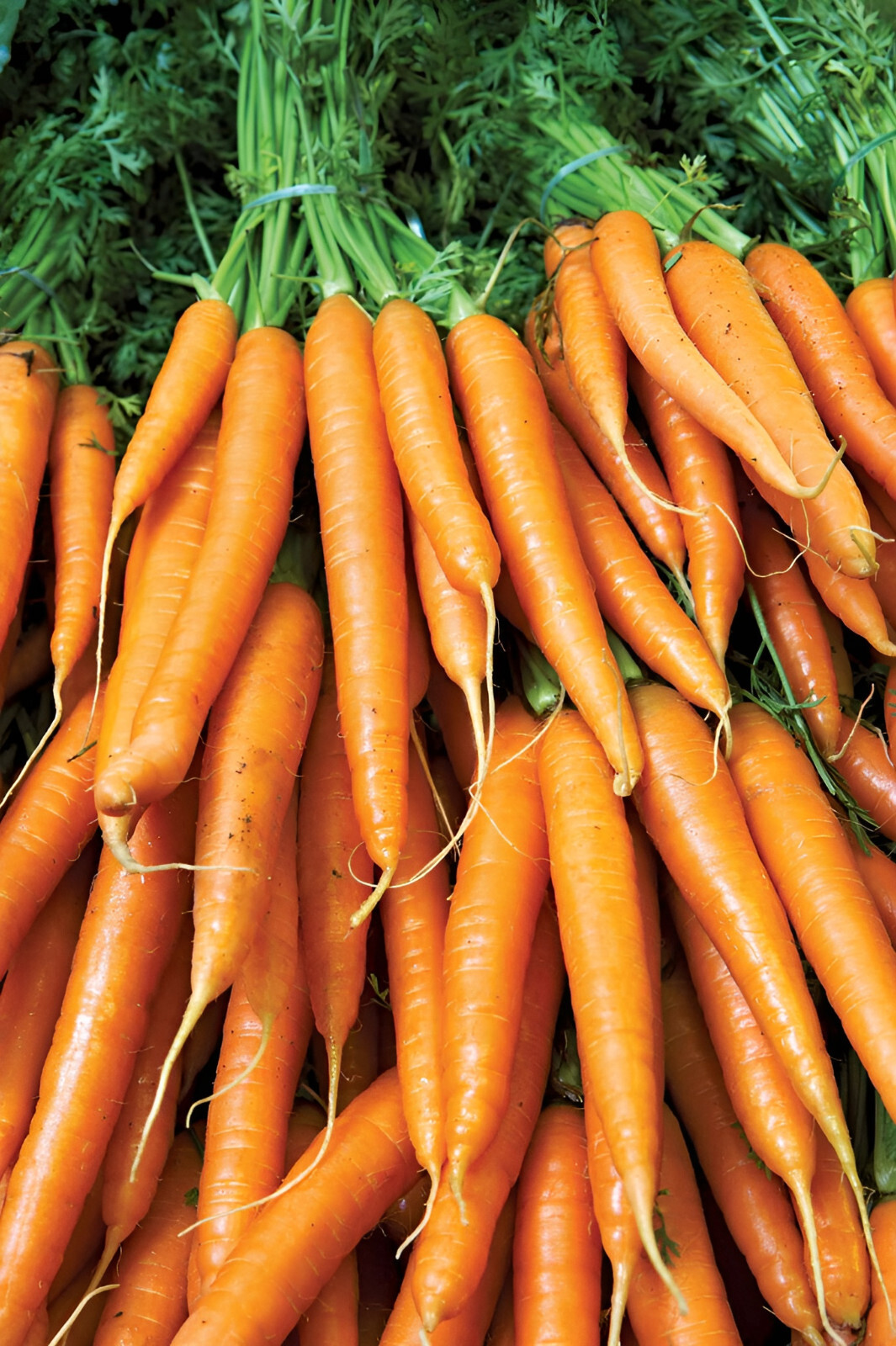 1,000 Heirloom Brilliance Carrot Seeds – Organic NonGMO Vibrant Orange Sweet