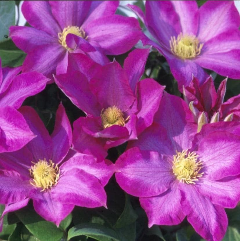 1 “Pink Champagne” Clematis Starter Plant (Not Seeds) – US Seller