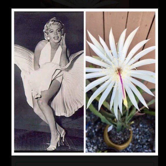 EPIPHYLLUM, ORCHID CACTUS “MARILYN MONROE” 3 FRESH CUTTINGS 6 to 8 inches