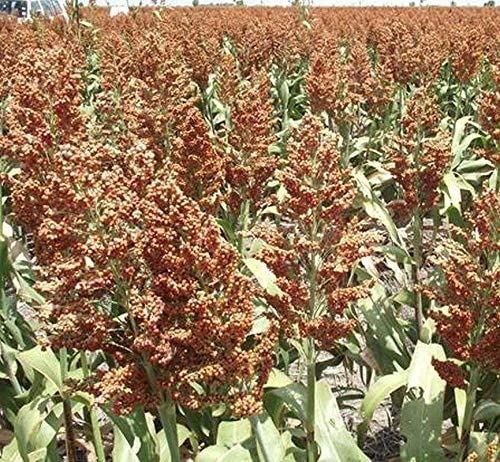 Dwarf Grain Sorghum Seeds (25+ Seeds)