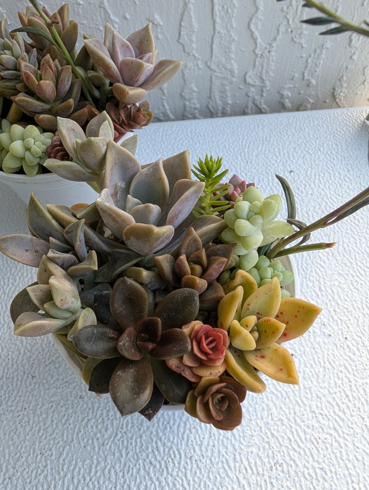 Echeveria Succulent Mix Arrangement Rooted 3″ Pot