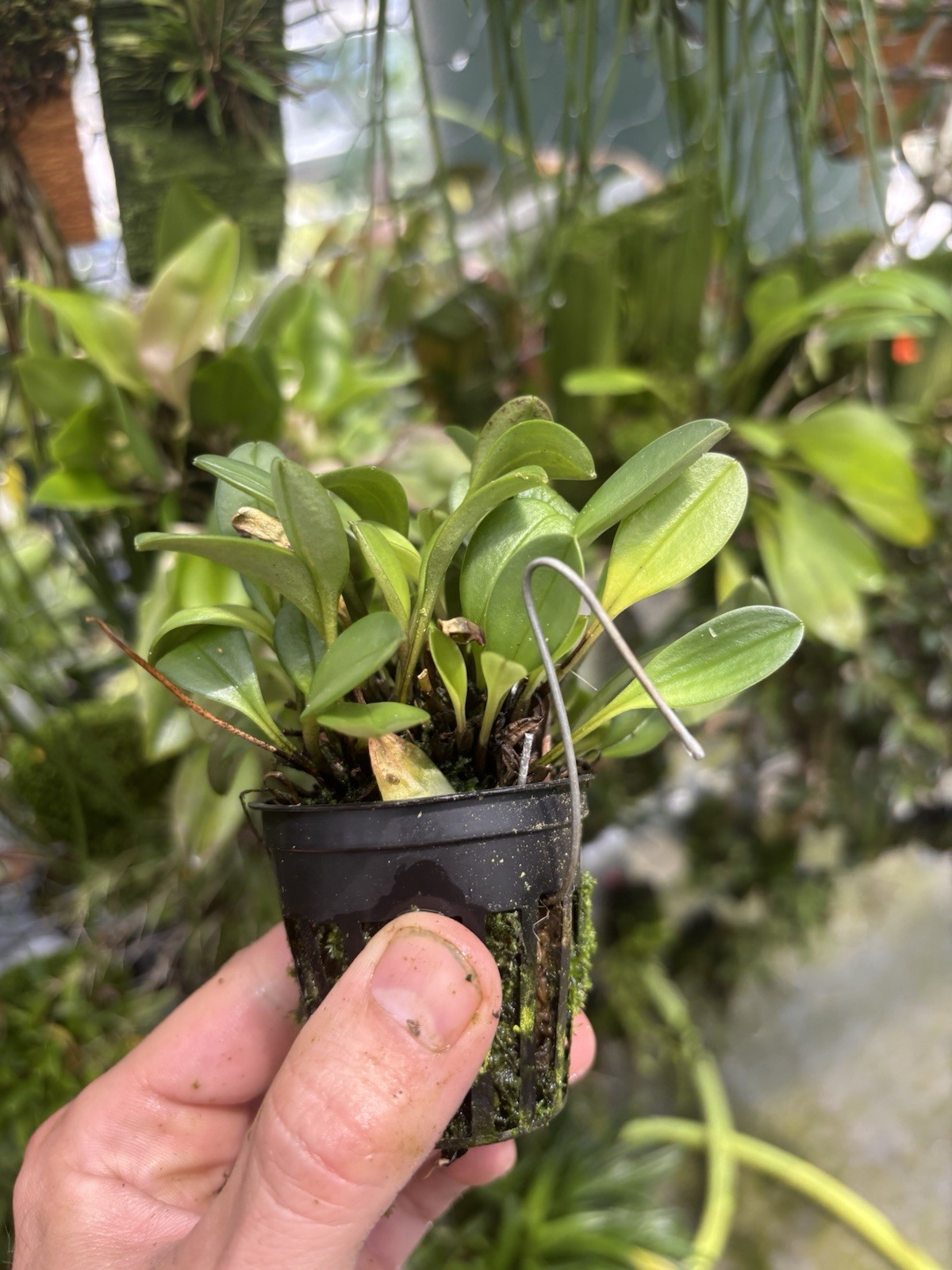 Masdevallia estradae Intermediate Growing Miniature Orchid Species