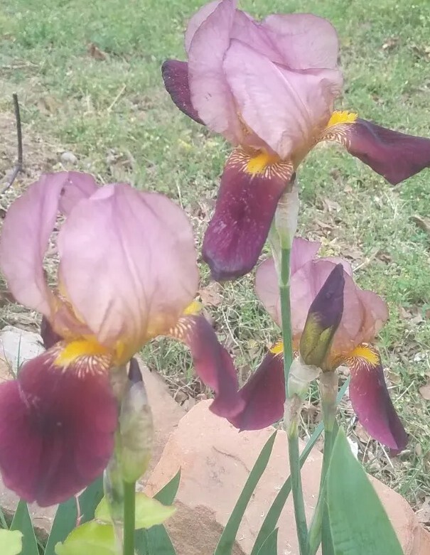 5 MIXED VARIETIES IRIS Rhizomes FREE SHIPPING