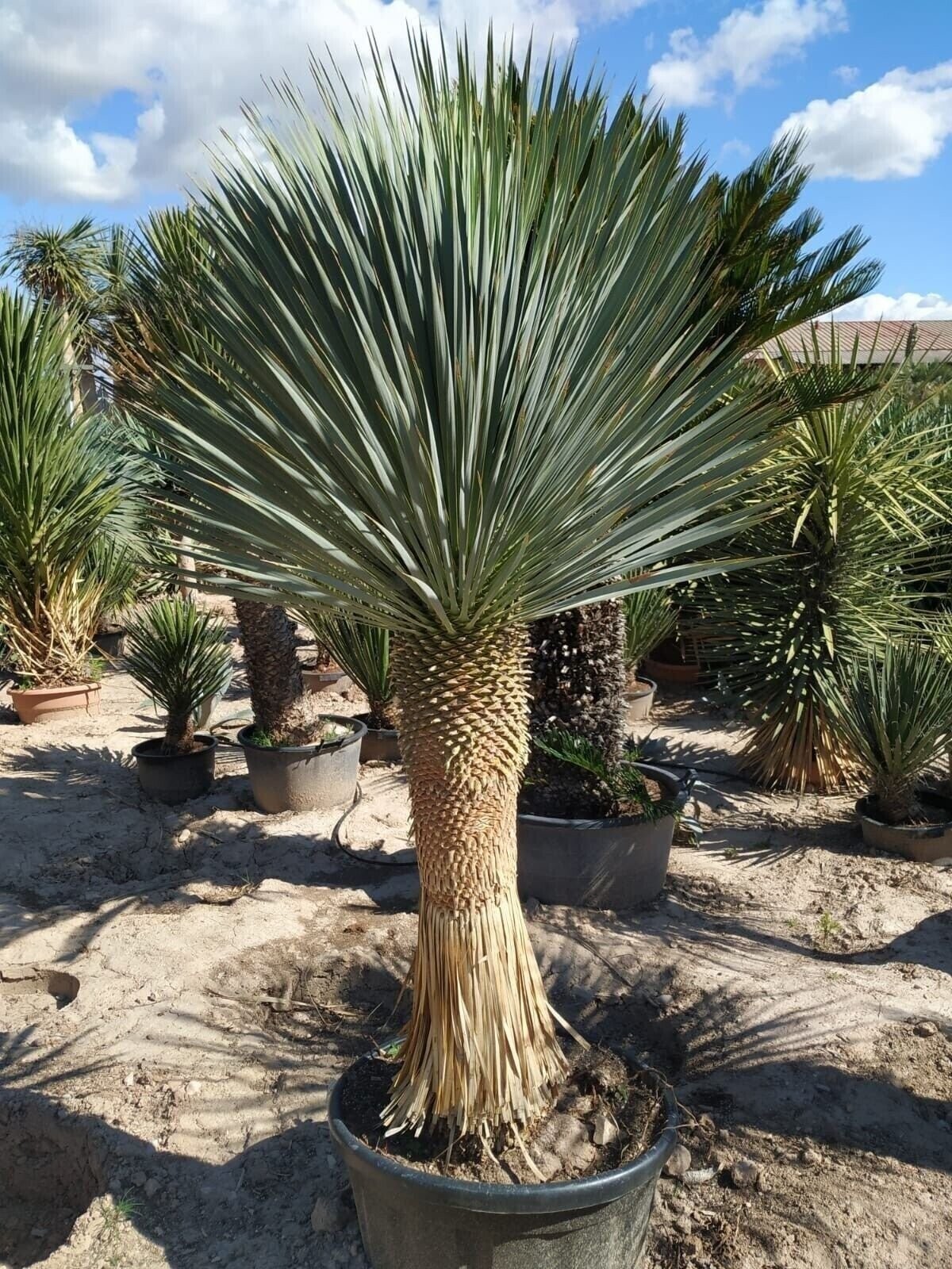 Silver Yucca – Live Plant in a 1 Gallon Growers Pot – Yucca Rostrata – Rare