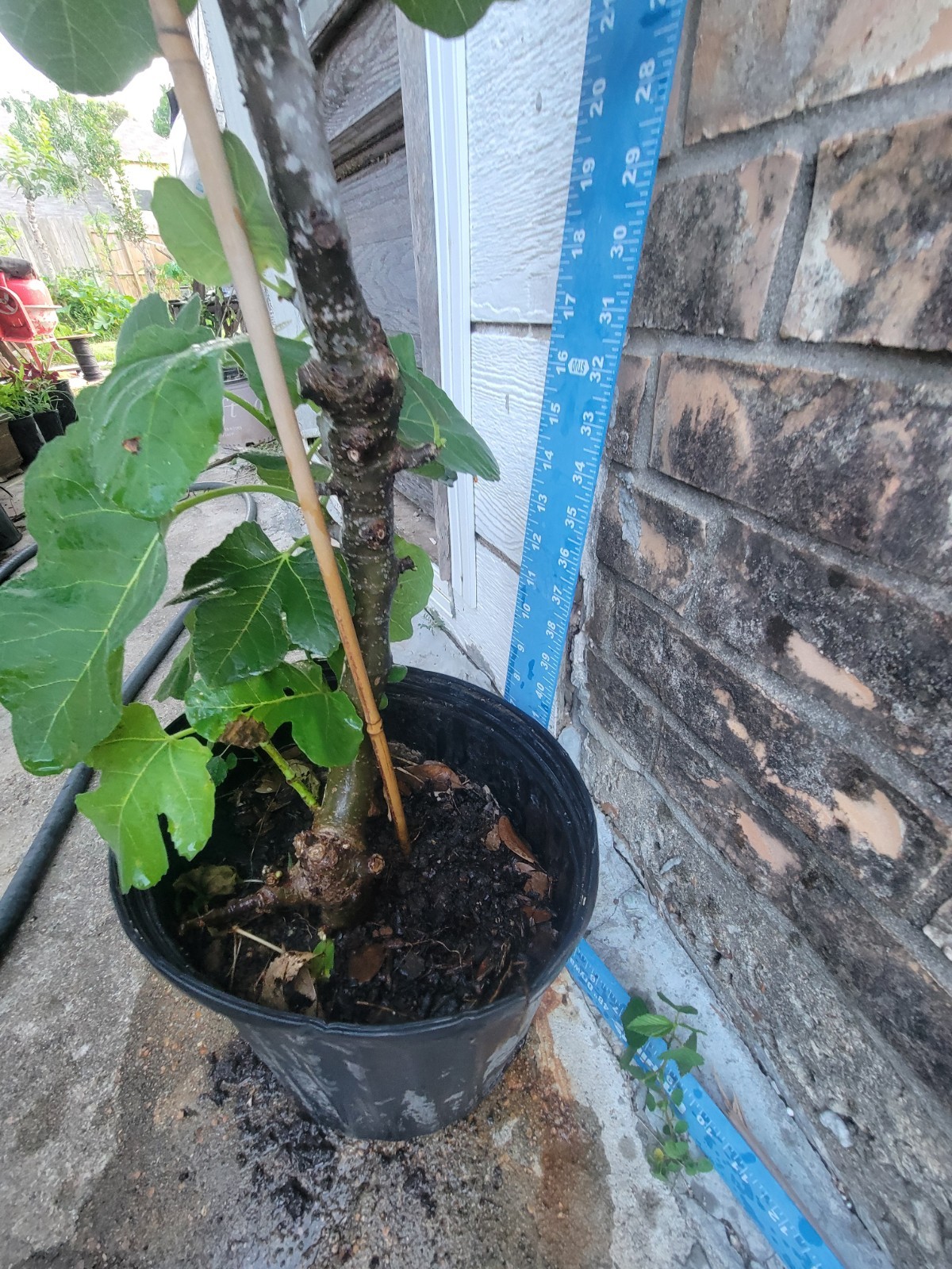 Celeste Fig Mature Plant, Thick Trunk Well Rooted