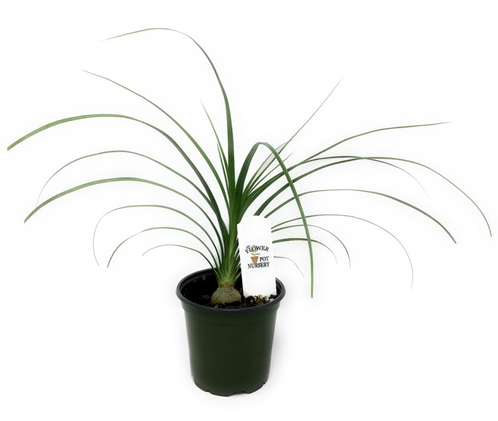 FlowerPotNursery Ponytail Palm (Single) Beaucarnea recurvata 4” Pot