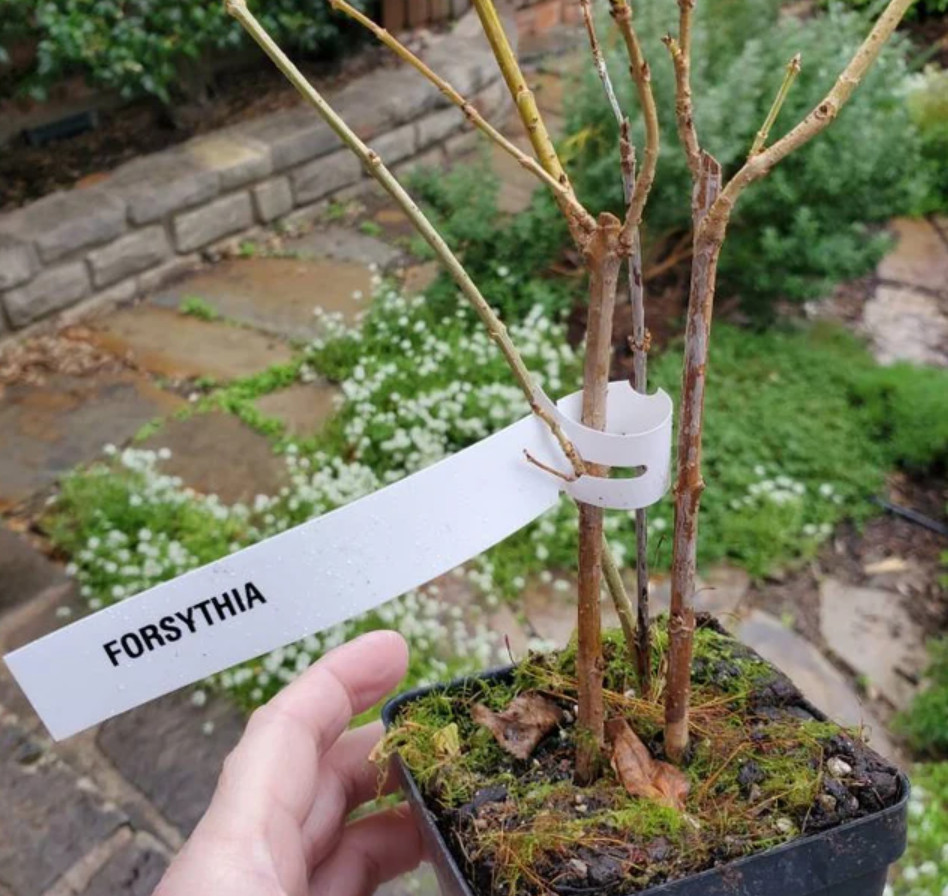 Lynwood Gold Forsythia Plant – 4″ Pot – AK: Bareroot Oct–May – No Ship PR, HI