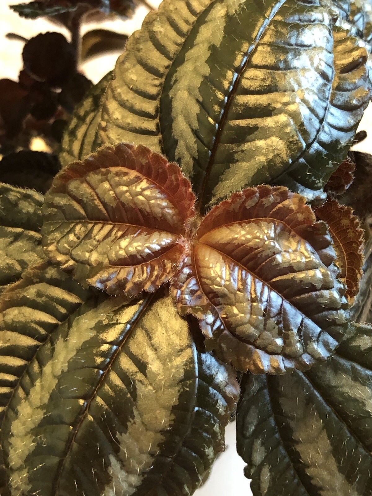 Pilea Spruceana Norfolk Terrarium Plant Cutting Plantlet Vivarium Dart Frog