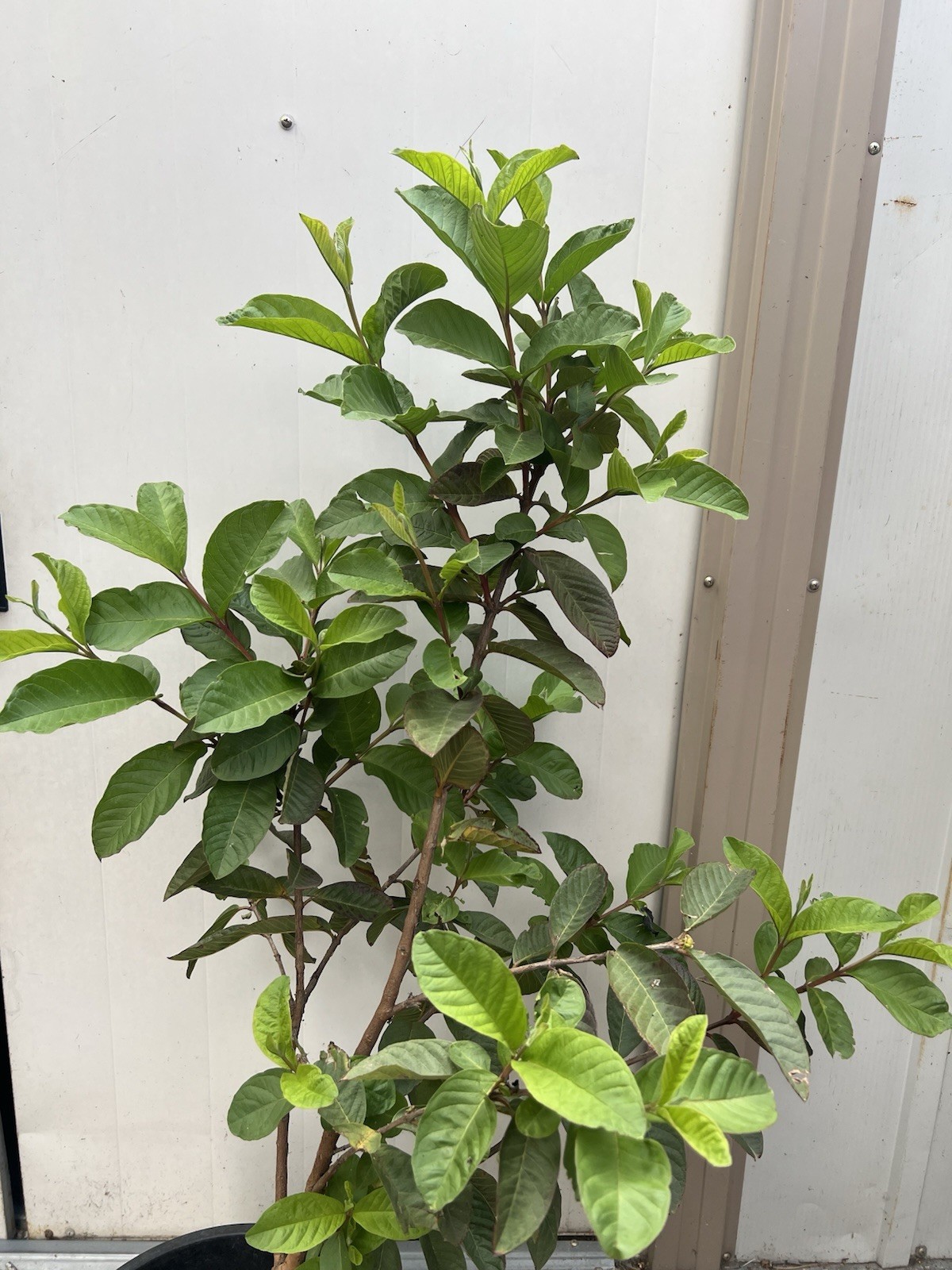 Guava Tree 40” Tropical Live Plant Ready To Plant Local Pickup Only