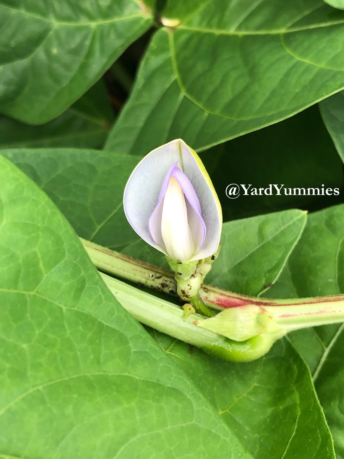 25 Mavuno Cowpea SEEDS Sprawling Cow pea Seeds Vigna unguiculata Cover Crop