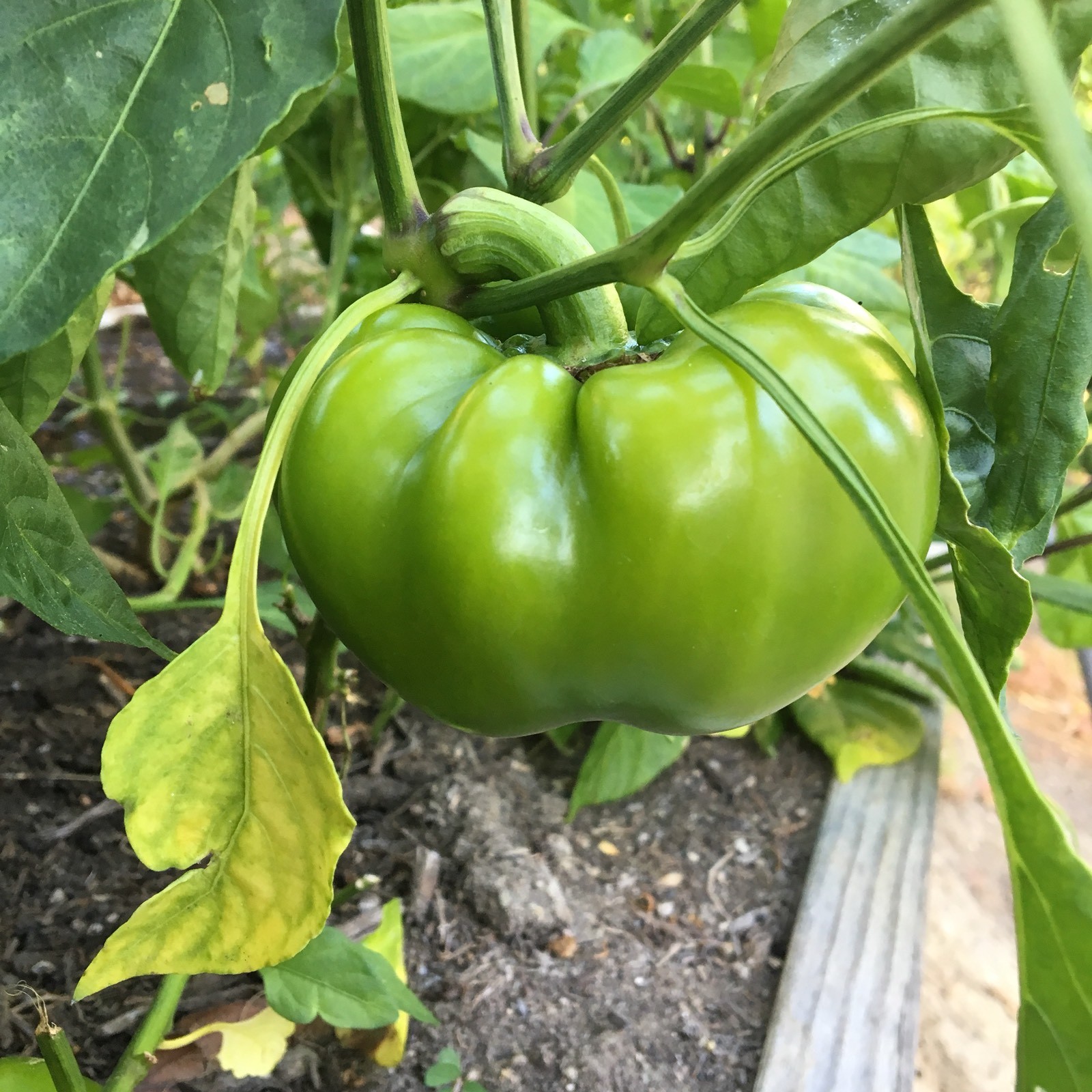 10+ Ruffled Pimento Pepper seeds (organic chili, chile) Great for Stuffing