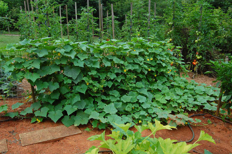 Marketmore Cucumber Seed, – NON GMO, A Regular Produce All Season