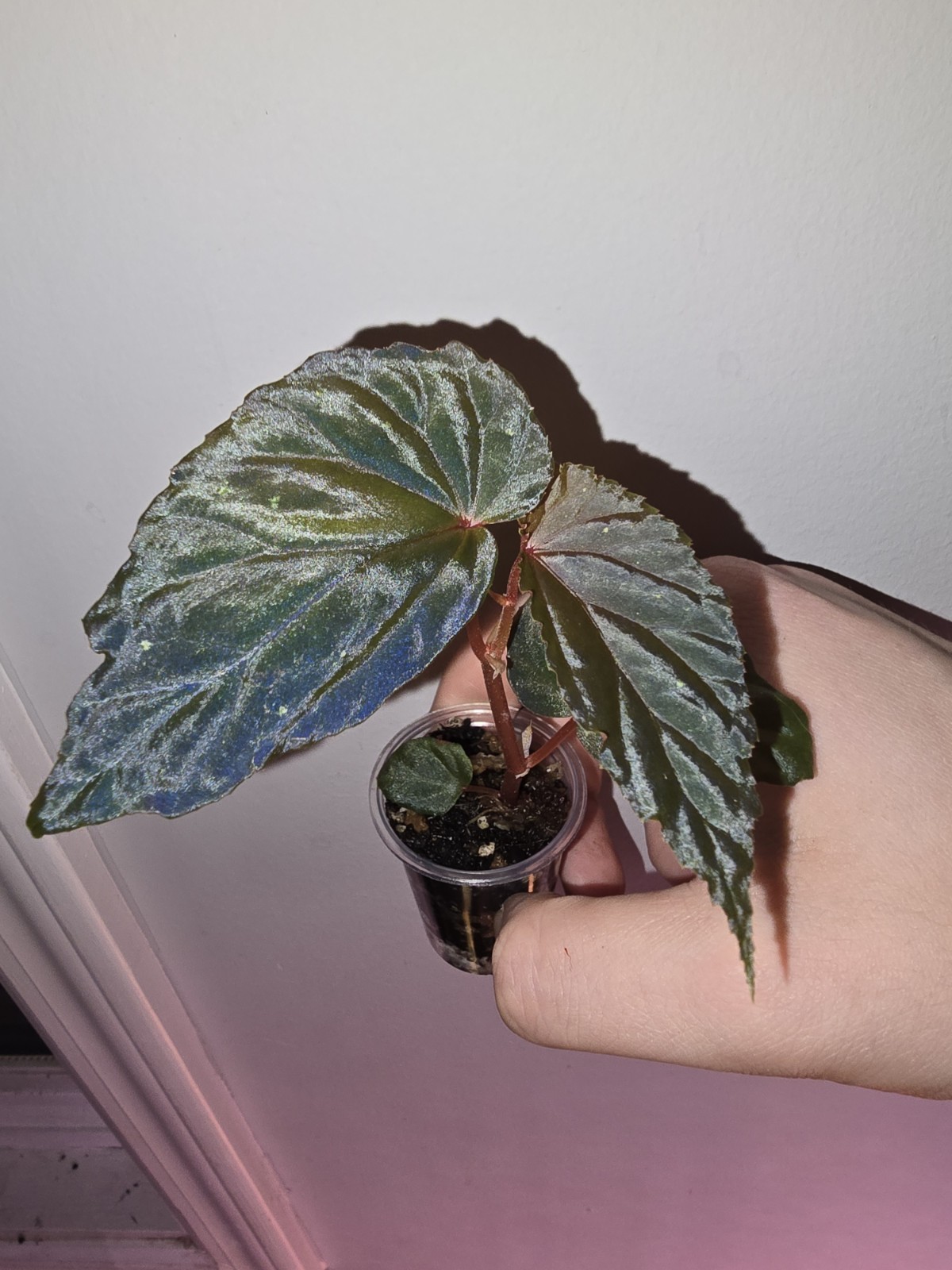 Begonia ATRICHA Live Plant, Rare Terrarium Tropical. Growers Choice